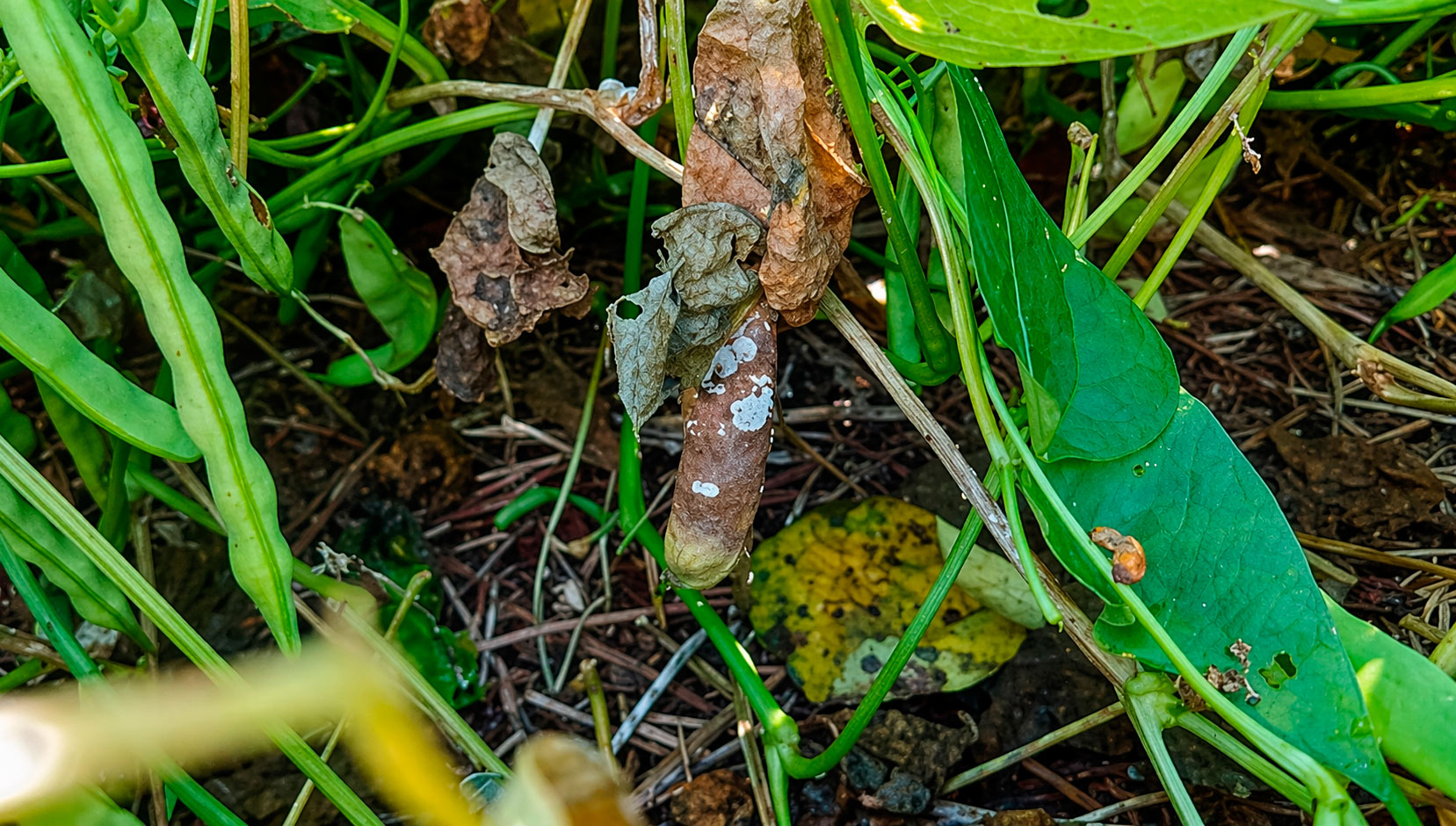 Sclerotinia sclerotiorum